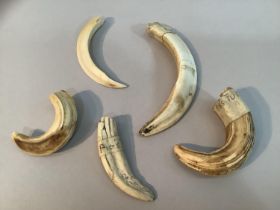 Five pig and boars' tusks