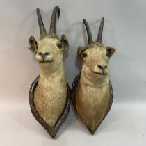 Taxidermy: A pair of Alpine Chamois (Rupicapra rupicapra) head mounts, one looking ahead, one turned