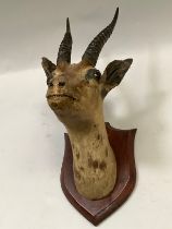 Gazelle head mount, looking straight ahead, mounted on mahogany shield 49cm high