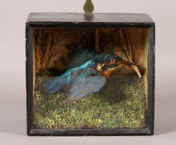TAXIDERMY: A VICTORIAN KINGFISHER (ALCEDO ATTHIS), mounted in flight, in naturalistic setting in