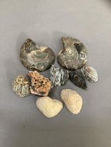 Mineral specimens and fossil