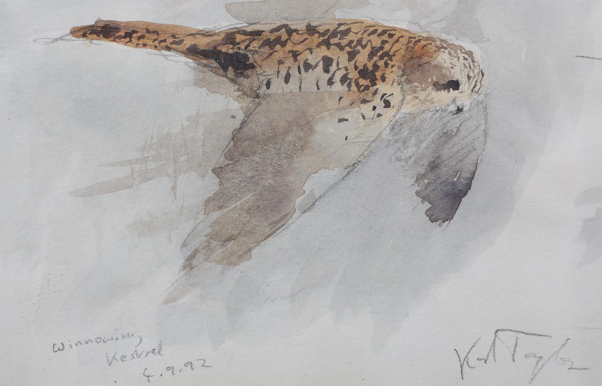 ARR Karl Taylor (b 1964), Winnowing Kestrel, watercolour over pencil, signed to lower right, - Image 3 of 3