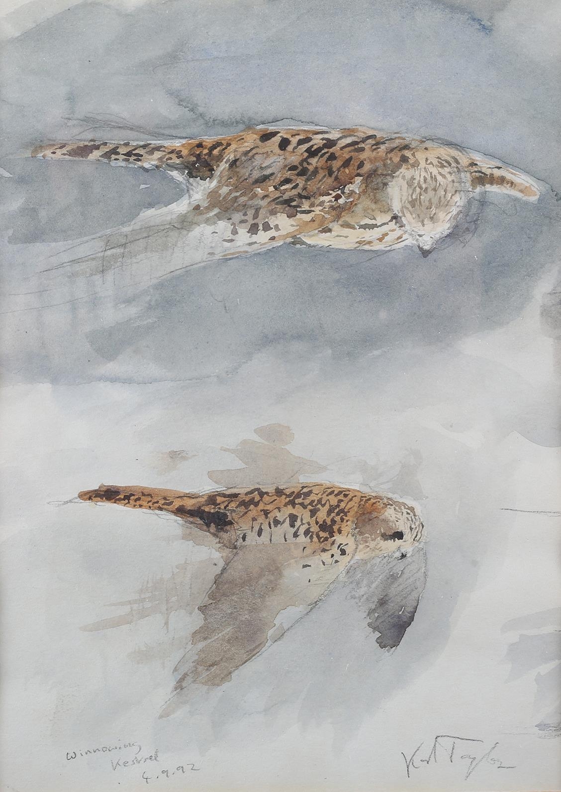 ARR Karl Taylor (b 1964), Winnowing Kestrel, watercolour over pencil, signed to lower right, - Image 2 of 3