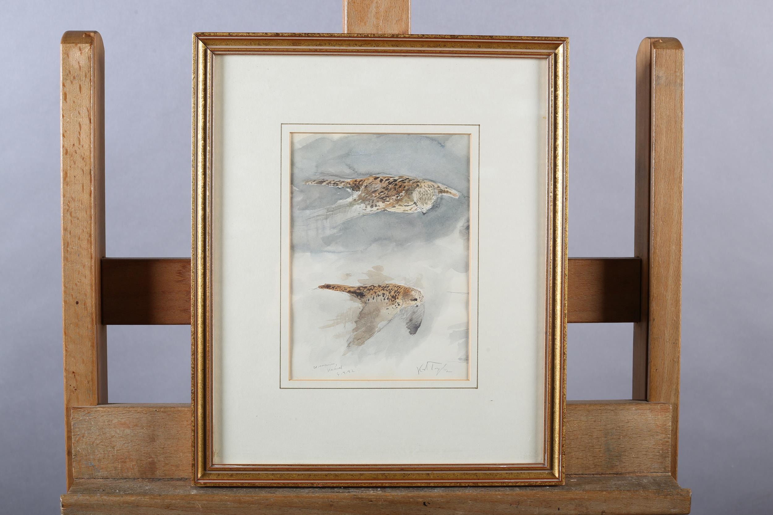 ARR Karl Taylor (b 1964), Winnowing Kestrel, watercolour over pencil, signed to lower right,