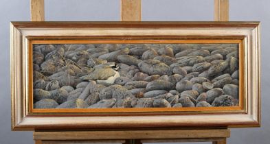 ARR Karl Taylor (b 1964), Roosting Ringed Plover, oil on board, signed and dated (19)92 to lower