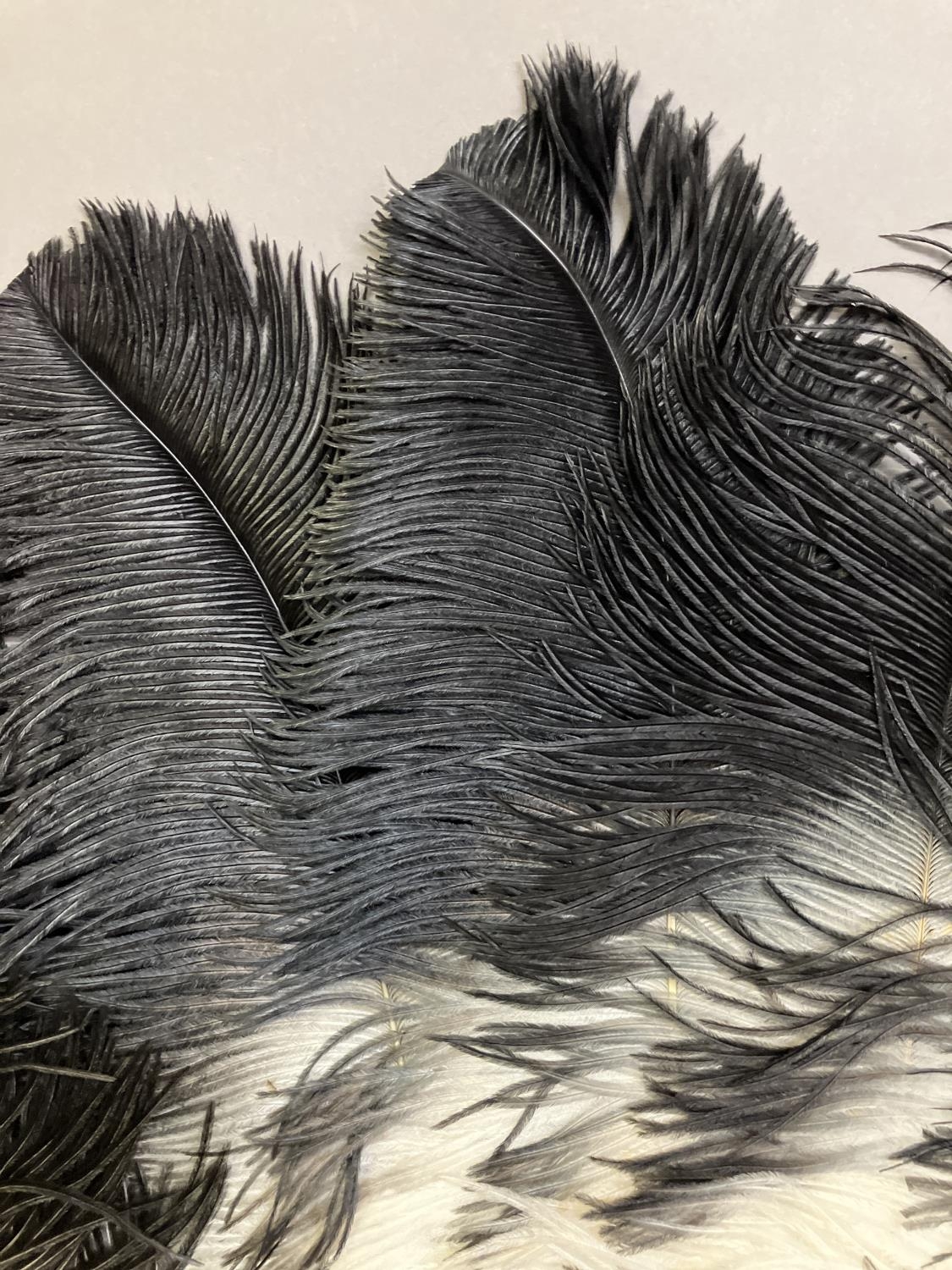 A quite dramatic black and white shaded ostrich feather fan, the monture of bone, the feathers long, - Image 3 of 6