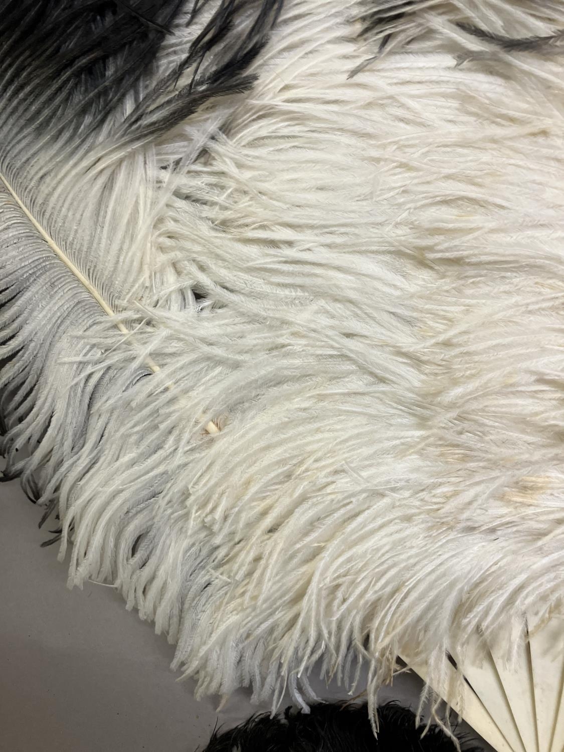 A quite dramatic black and white shaded ostrich feather fan, the monture of bone, the feathers long, - Image 5 of 6