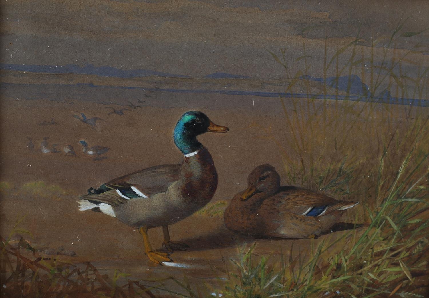 British School (Early to mid 20th century), Mallard, drake and duck, in coastal landscape, - Image 2 of 2