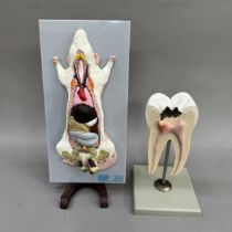 Two veterinary models of a tooth and internal organs of a rat