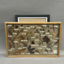 A collection of dried plant specimens with Latin labelling, mounted on hessian and framed, overall