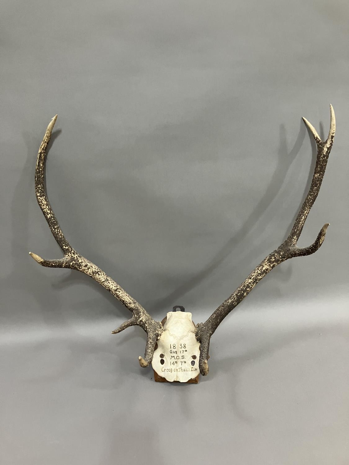 A pair of European red deer antlers mounted on skull on oak shield, dated 1838, 62cm wide