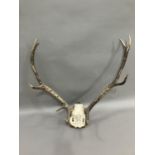 A pair of European red deer antlers mounted on skull on oak shield, dated 1838, 62cm wide