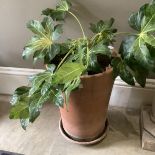 A large terracotta pot by the Yorkshire Flowerpot Company with saucer and containing a fatsia,