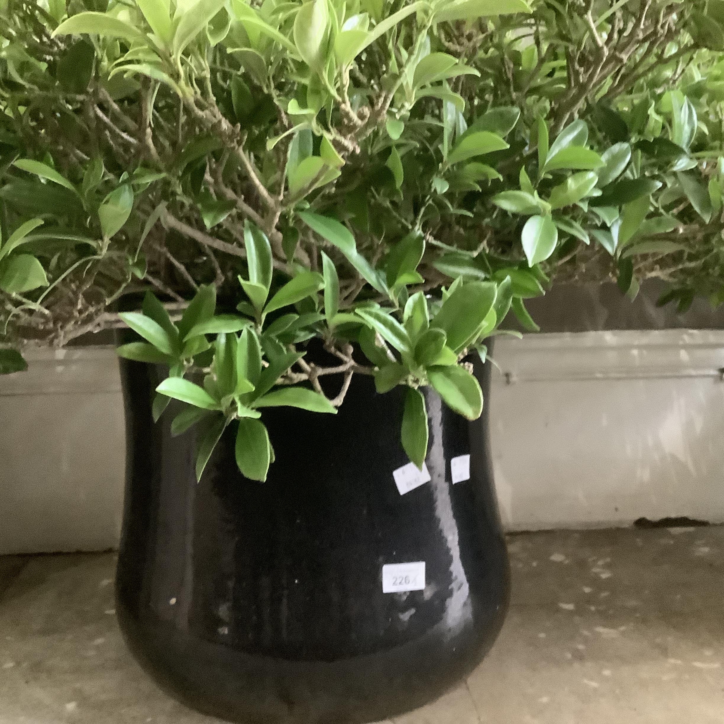 A pair of dark blue glazed ceramic planters, each containing a large specimen of green leaf plant ( - Image 2 of 2