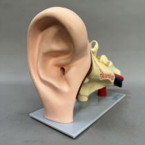A medical model of the inner ear by ESP (Educational Scientific Products)
