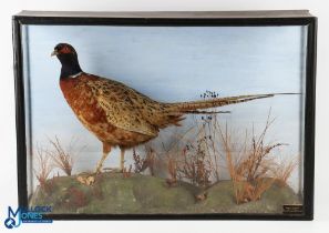 Fine example of a Young Fully Fledged Cock Pheasant (Phasianus Colchicus) within an Autumn scene,