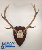Large 10-point Deer Stag Head, mounted on wooden shield