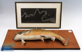 Taxidermy Mounted Salmon 6.5lb, with a map of where it was caught at Red Rock Pool, St Jean River,