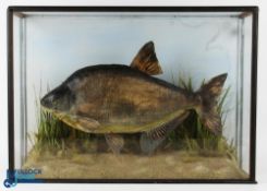 Cased Fish - fine cased Bream in a flat front display case measures 28.5" x 20.5" x 8" approx.,