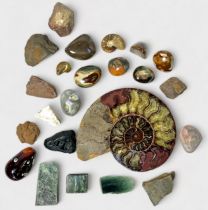 A collection of fossils, seashells, rocks and minerals