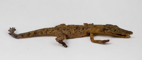 A taxidermy study of a small caiman / crocodile approx. 35cm long