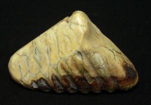 A polished elephant’s tooth, 11cm