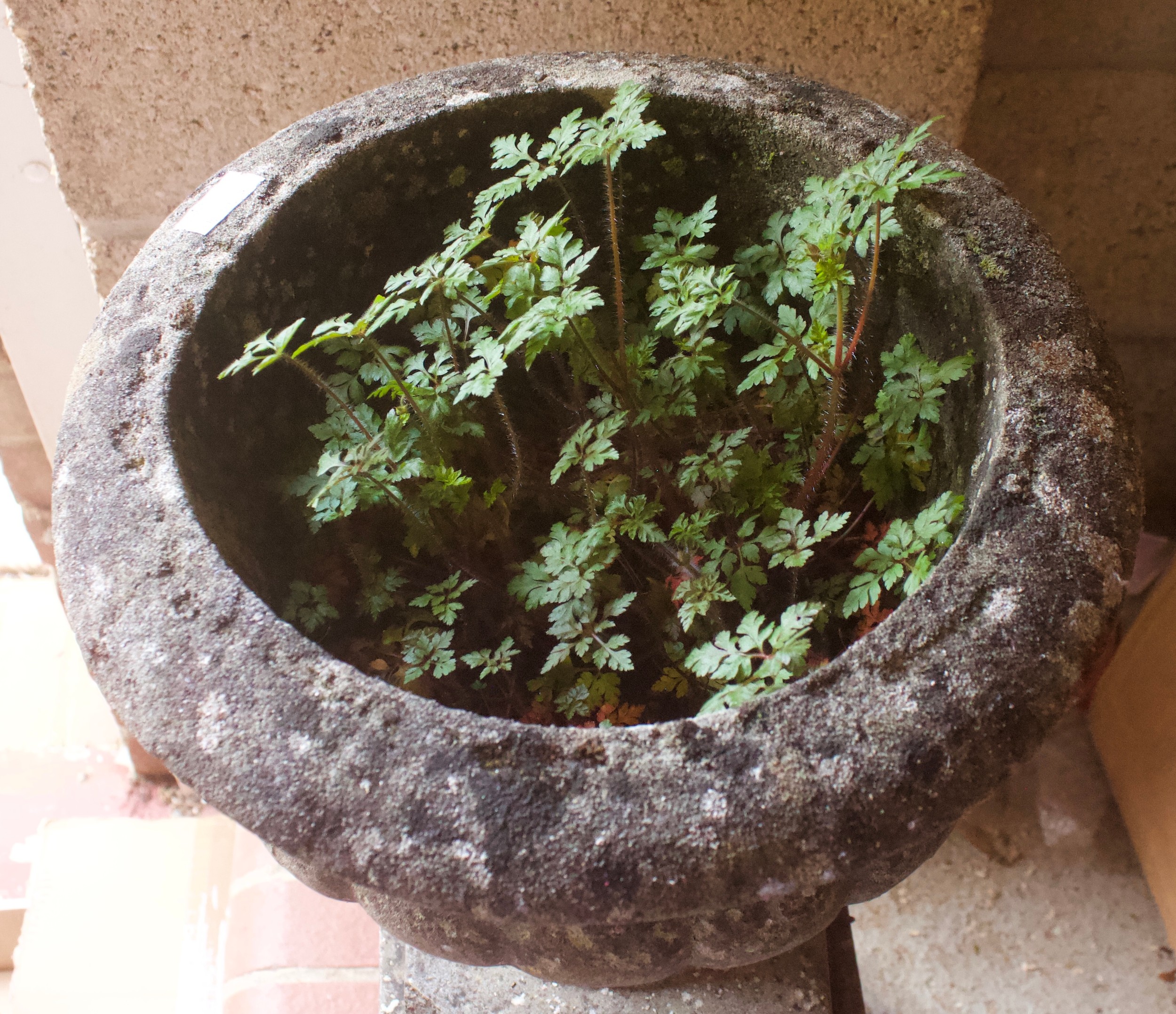 A stone garden pedestal urn, 73cm high . - Image 2 of 2