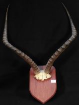 A set of antelope horns mounted on a hardwood shield.