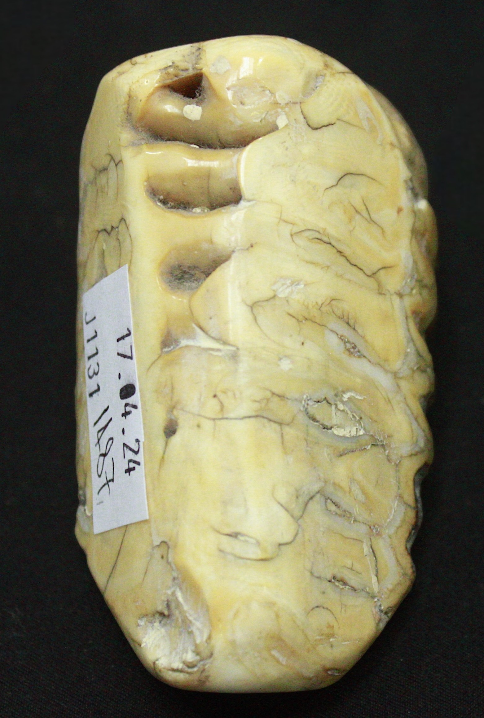 A polished elephant’s tooth, 11cm - Image 3 of 3