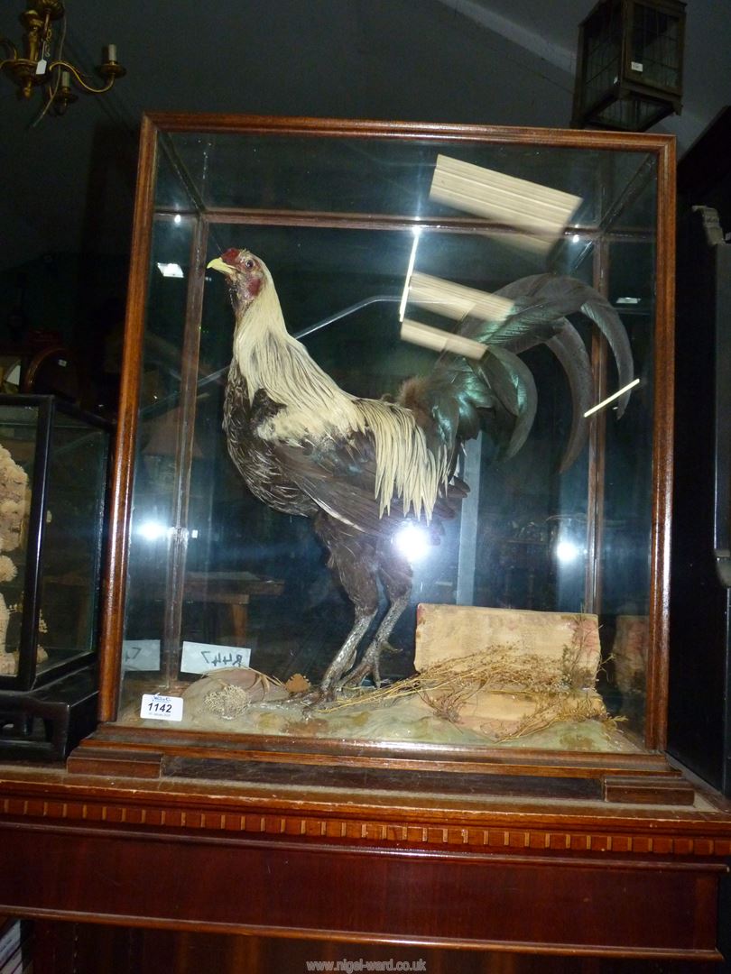 A taxidermy of a fighting Cockerel in glass display cabinet, 22" x 10 1/2" x 24 1/2" high. - Image 2 of 2