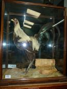A taxidermy of a fighting Cockerel in glass display cabinet, 22" x 10 1/2" x 24 1/2" high.