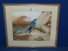 A framed and mounted Watercolours of 'Merlin', initialled lower right T.H, 17 1/2'' x 15 1/2''.