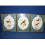 Three framed and oval mounted watercolours of birds including Siskin, Willow Warbler, etc.