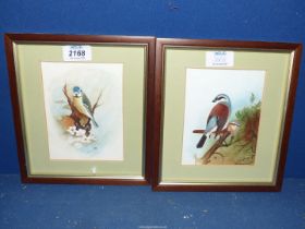Two small framed and mounted Watercolours of a Red-Backed Shrike and a Blue Tit, both initialled T.