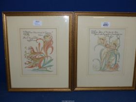 Two Tiger Lilies prints for 'Flora's Feast' by the artist Walker Grane, 12'' x 14 1/2''.