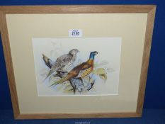 A framed and mounted Watercolour of a pair of Pheasants on a branch, signed lower right Brian Cox,