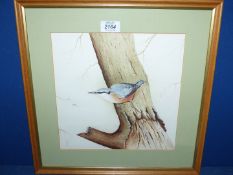 A framed and mounted Watercolour of a Nuthatch on a Tree, signed T. Hodgson '85, 18'' x 16''.