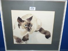 A framed and mounted Watercolour of a Siamese cat by P. Swan Brown, 17'' x 15 3/4''.