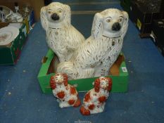 Two pairs of Mantle Spaniels;