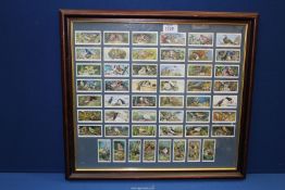 A framed and glazed set of 50 Player's Cigarette cards of the series 'Birds and Their Young'.