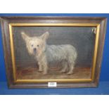 A wooden framed Oil on canvas depicting a Terrier, no visible signature, 16" x 12 1/4".