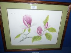 A framed and mounted Watercolour depicting a study of Magnolia, signed Wendy Gibson,