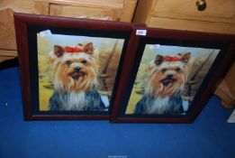 Two prints of Yorkshire terriers.