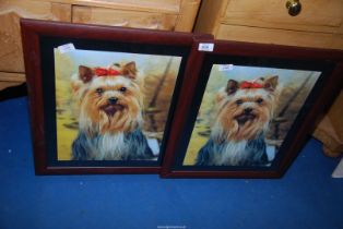 Two prints of Yorkshire terriers.