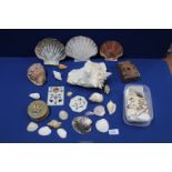 A quantity of shells including conch, oyster etc plus onyx trinket pots and plaques.