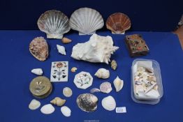 A quantity of shells including conch, oyster etc plus onyx trinket pots and plaques.