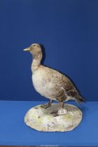 A stuffed Goose, 18" tall.