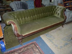 A circa 1900 Mahogany/Walnut Sofa standing on turned front legs and buttoned upholstered in olive