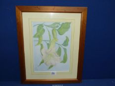 A framed "Lily" Watercolour signed S Gill.