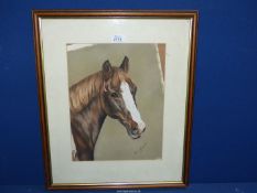 A framed and mounted Karen Herbert pet Portrait depicting a horse, signed lower right, dated 2000,